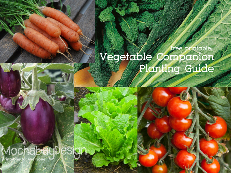 free printable vegetable companion planting guide
